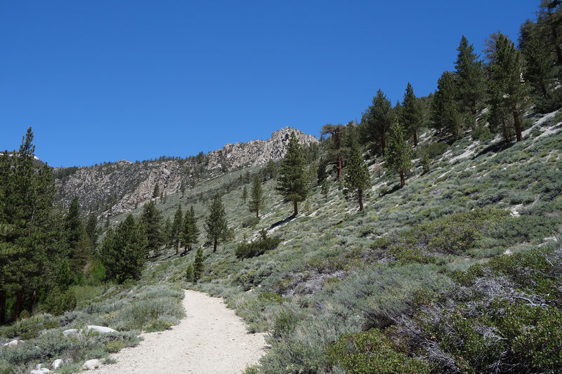 Lodgepole pines and sage line the North Fork Big Pine Creek Trail.