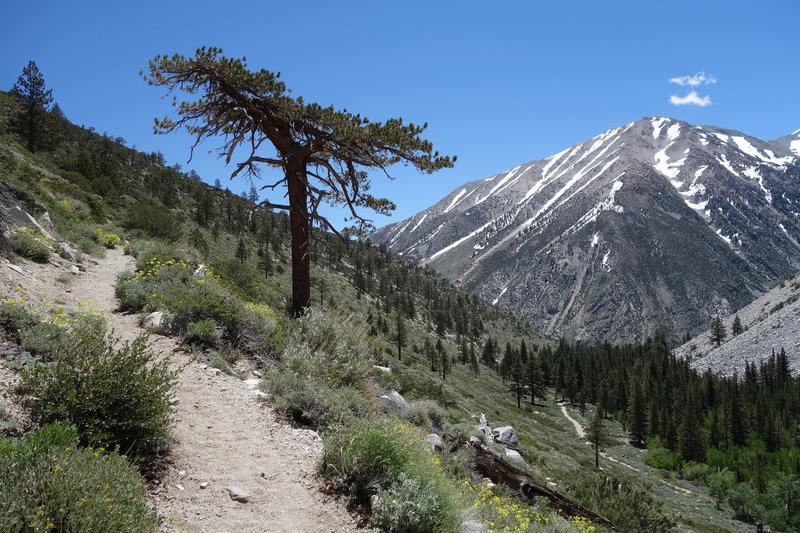 Kid Mountain (~11,860 ft) stands across the valley as the trail ascends to the Baker Creek Trail junction.