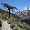 Kid Mountain (~11,860 ft) stands across the valley as the trail ascends to the Baker Creek Trail junction.