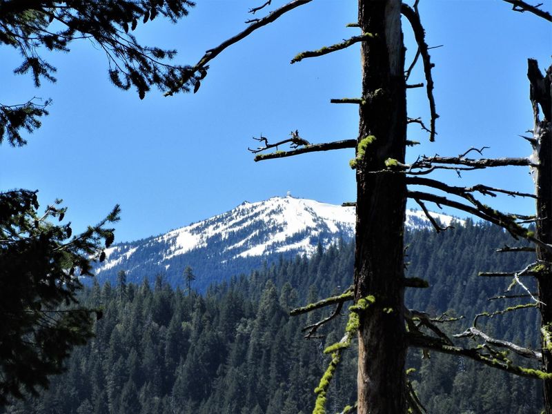 Mt Ashland from Lewis Loops (Gyre) (Robert Nicholson photo)