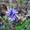 Name that flower (Robert Nicholson photo)