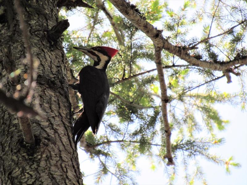 Woodpecker on Lewis Loops (Robert Nicholson photo)