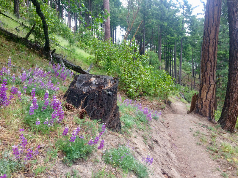 In the summer, mountain lupine and ponderosa grow on the Lewis Loops.