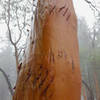 Bear claw marks on Lewis Loop (Gyre) (Photo by Lance Wyss)