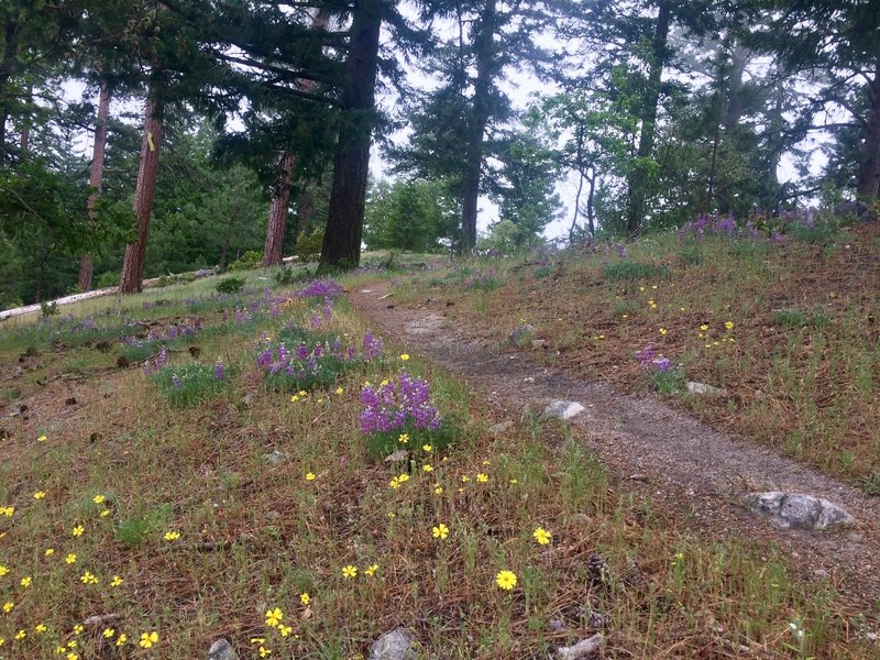 Wildflowers bloom into June on the Lewis Loops.