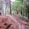 Lower Red Queen Trail has a beautifully smooth tread.