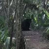 A beautiful black bear looks for lunch in its namesake wilderness area.