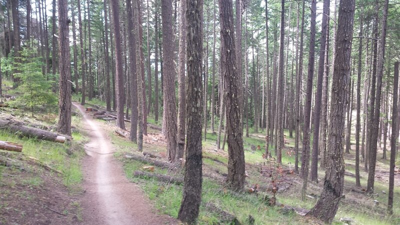 Enjoy smooth singletrack along the Caterpillar Trail.