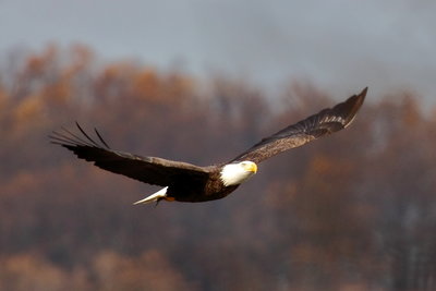 A Conowingo Bald Eagle soars in full flight.