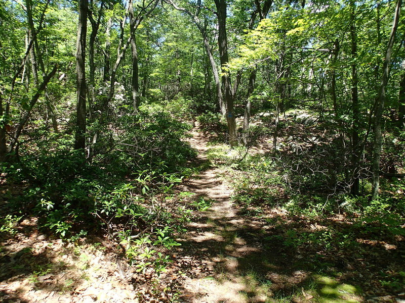 This is the start of the Osborn Loop Trail.