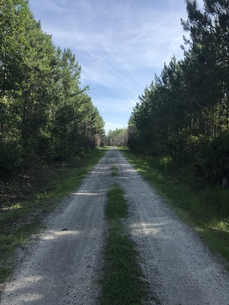 Even though it's a doubletrack, Longleaf Road offers plenty of woodland scenery.