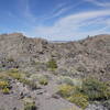 Yellow wildflowers bloom at Panum Crater.