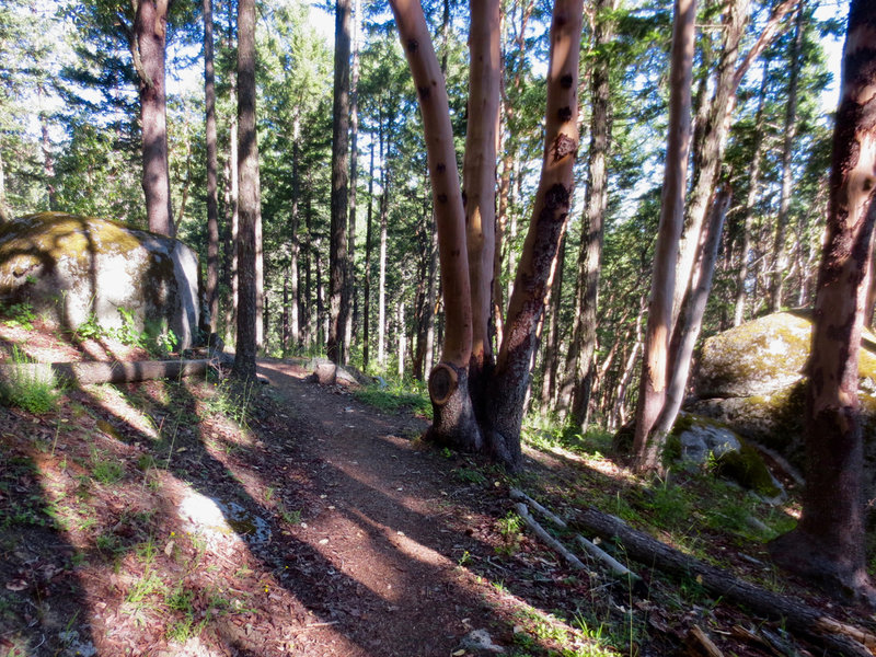 White Rabbit Trail offers plenty of trailside granite boulders and madrones.