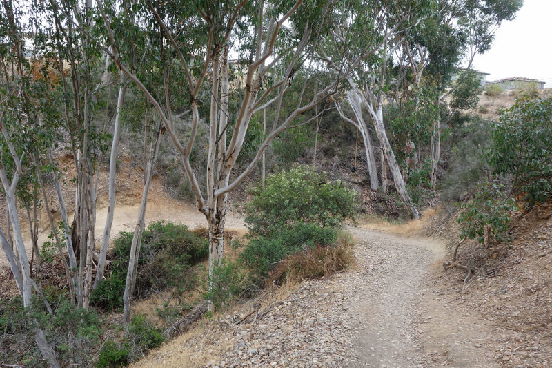 Sycamores line the initial descent on the Cobbles Trail.