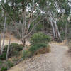 Sycamores line the initial descent on the Cobbles Trail.