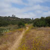 A yellow bloom lines the Cobbles Alternative trail.