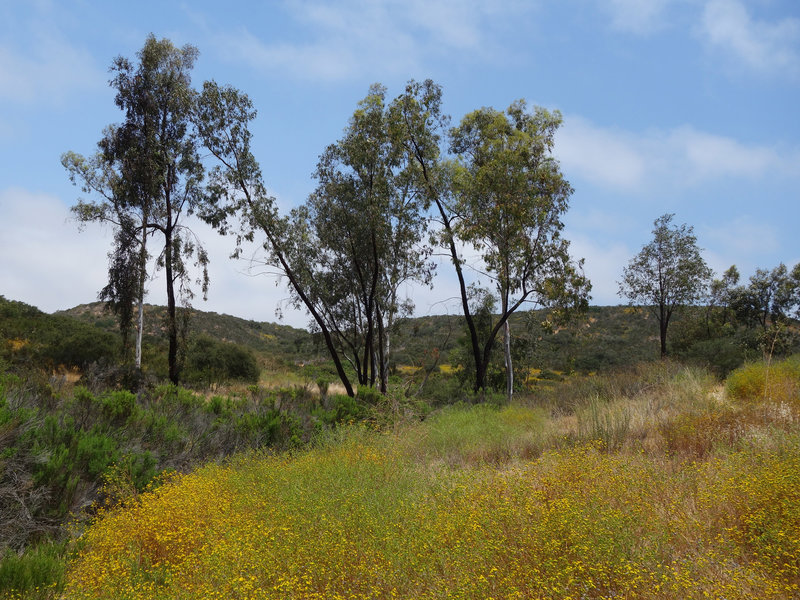 Sycamores flourish along the Rancho Tonyon Trail.