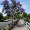 A jacaranda tree livens up an otherwise sterile suburban neighborhood along the multi-use trail.