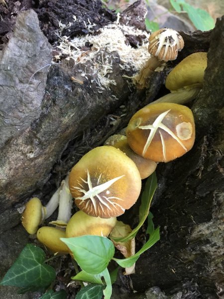 Plenty of fungi grow along the trail.