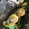 Plenty of fungi grow along the trail.