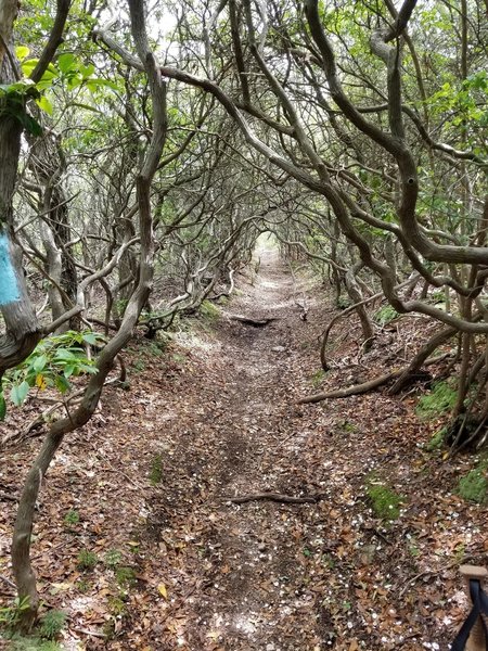 The trail follows a really nice tunnel through the trees.