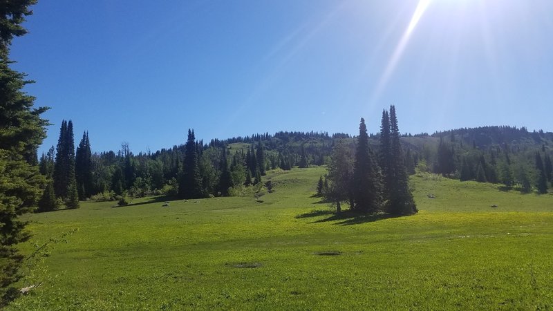 This wonderful mountain meadow awaits along the trail.