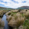 Grassy tussocks along the Mount Sunday Track.