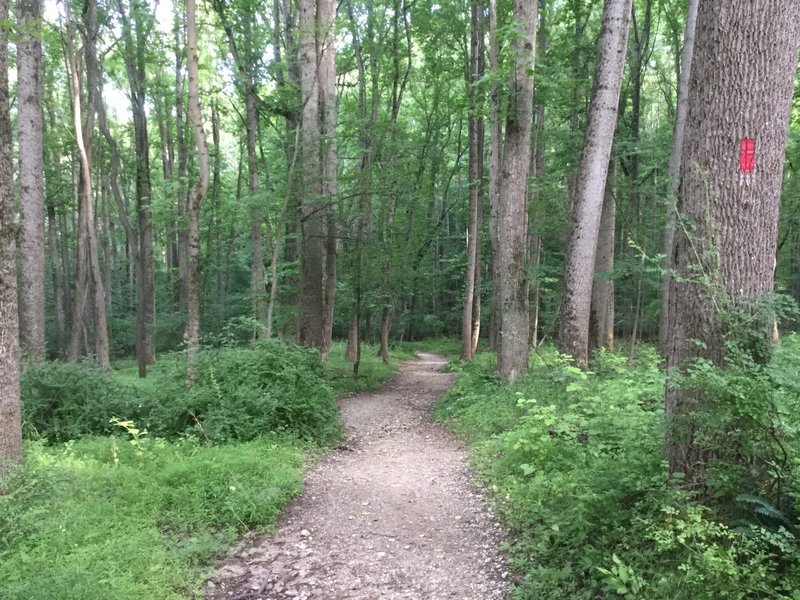 Begin your journey down toward the Patapsco River on the Plantation Trail.