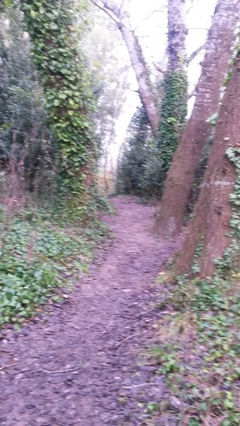 The trail travels through a nice little forest.