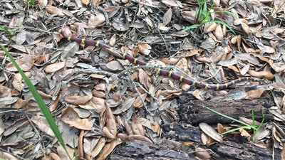 A scarlet kingsnake slithers along the forest floor.