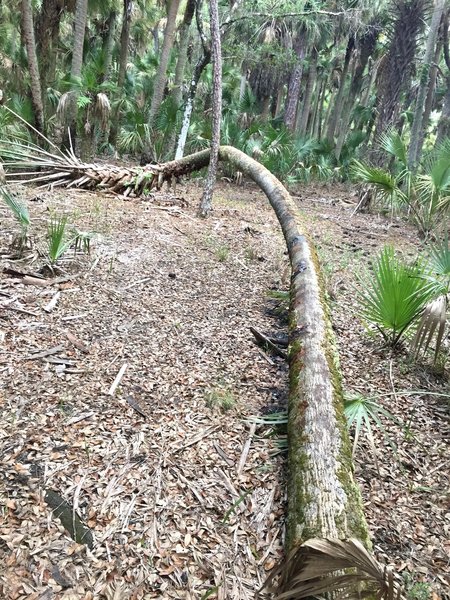 A cabbage palm snakes its way around a pine tree within the palm hammocks.