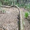 A cabbage palm snakes its way around a pine tree within the palm hammocks.