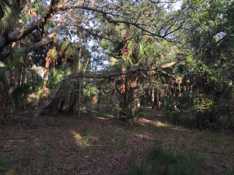 There's a variety of flora along the trail.