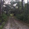 Expect a short canopy after the trail shifts from a single path to a forest road.