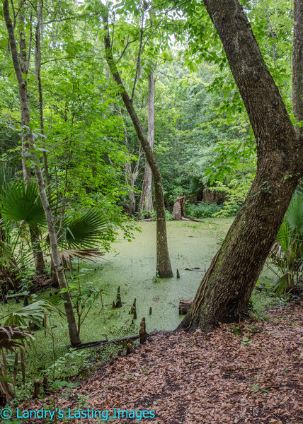 The beginning of the trail passes this verdant swamp.