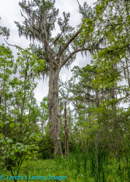 This is one of the larger trees along the trail.