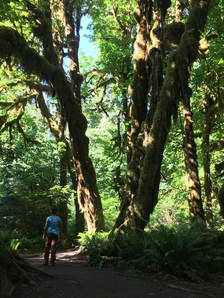 The Hoh Rainforest drips with lichen and moss.