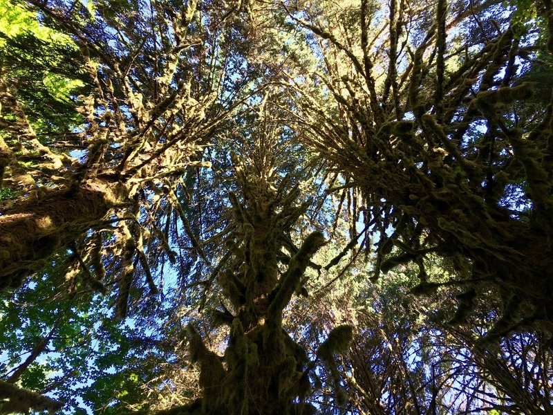 Incredible moss-covered maple trees grow in the Hoh Rainforest.