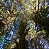 Incredible moss-covered maple trees grow in the Hoh Rainforest.