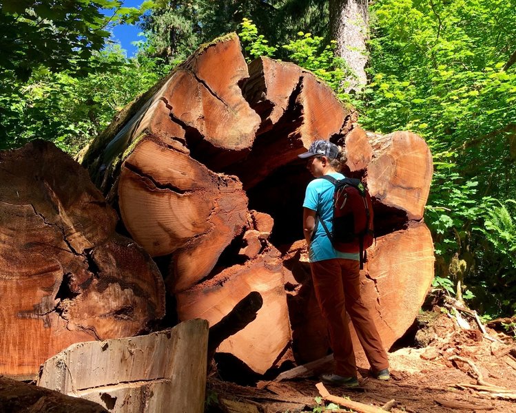 Trail maintenance is a BIG job on the Hoh River Trail!