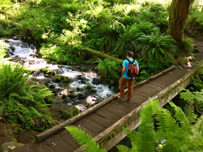 This sturdy bridge marks one of the many pretty stream crossings on the Hoh River Trail.