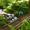 This sturdy bridge marks one of the many pretty stream crossings on the Hoh River Trail.