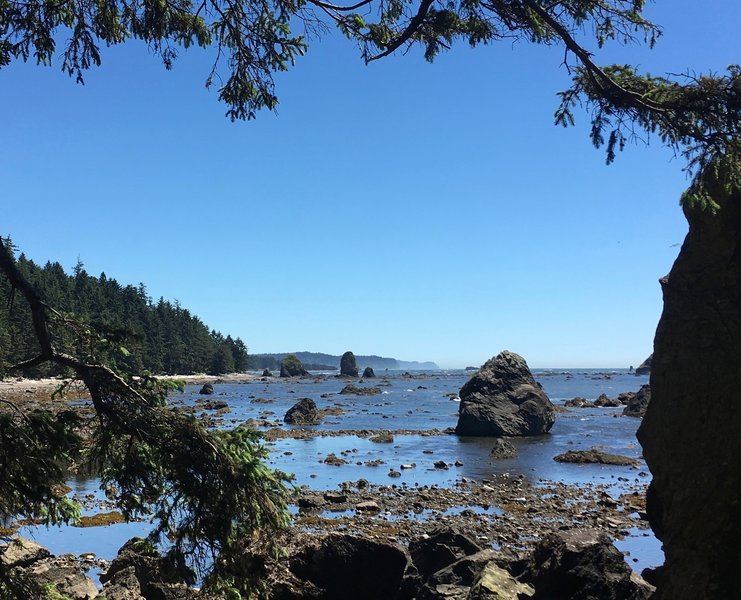 The Ozette Coast is gorgeous in the throes of summer.