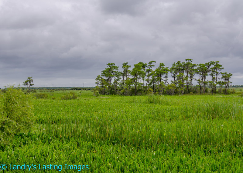 Enjoy the view from the Marsh Overlook.