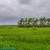 Enjoy the view from the Marsh Overlook.