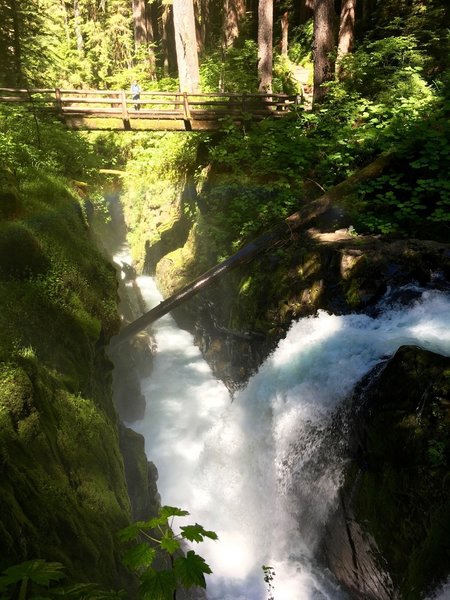 Sol Duc Falls cuts right through age-old rainforest.