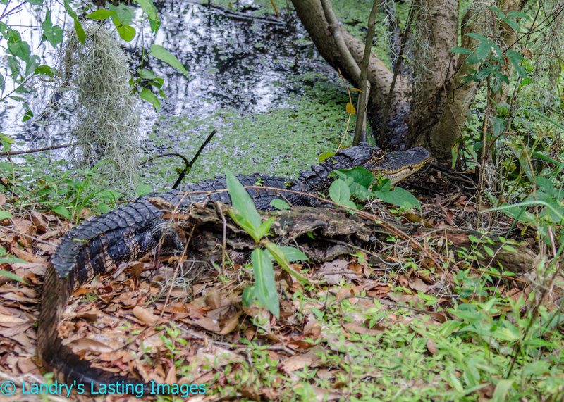 There are plenty of gators in this area.