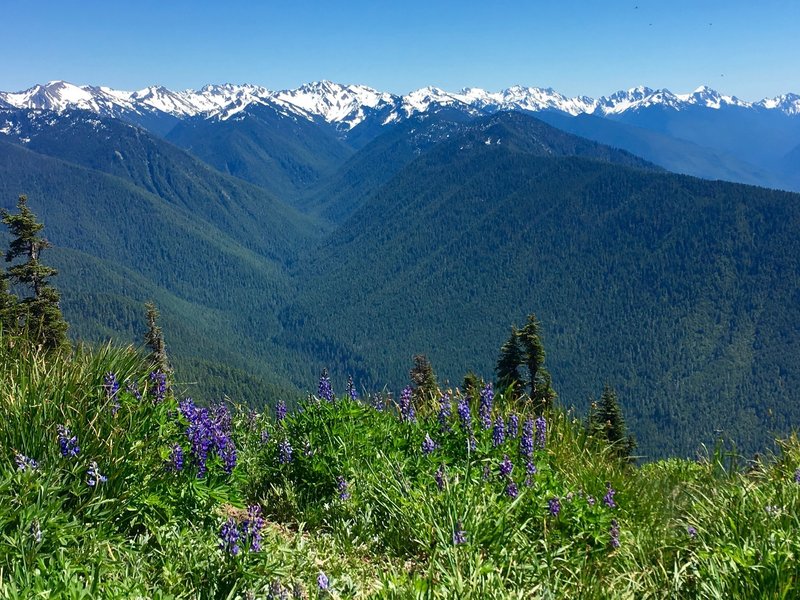 Sunshine makes for a glorious day on Hurricane Ridge.