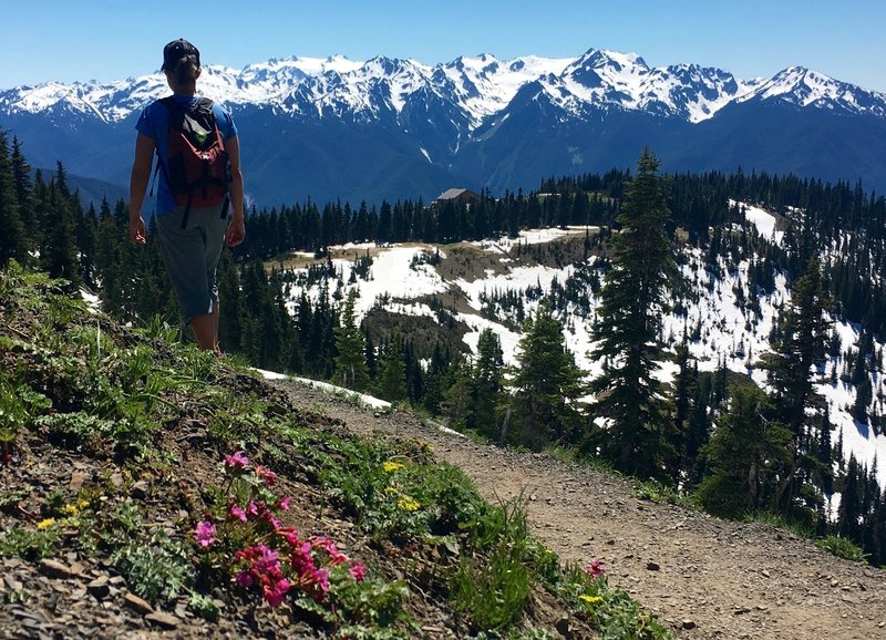 Blue sky makes any day incredible in Olympic National Park!