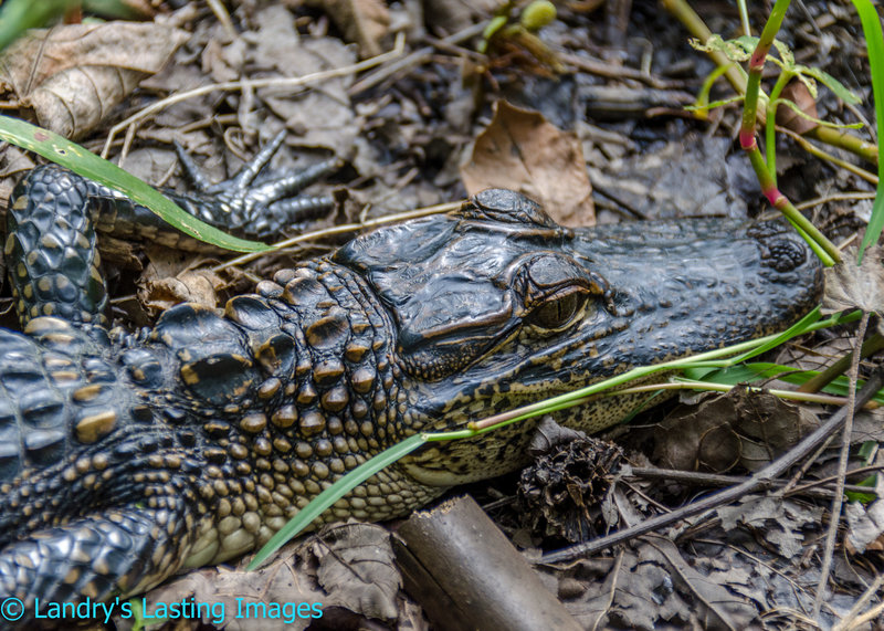 This baby gator was hanging out just off the trail.